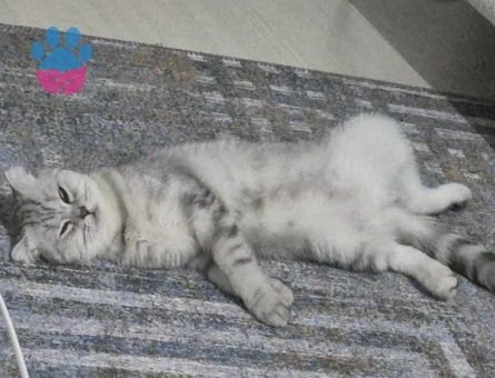 Scottish Fold 1,5 Yaşında Dişi Kızgınlıkta