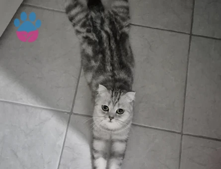 Scottish Fold 1,5 Yaşında Dişi Kızgınlıkta