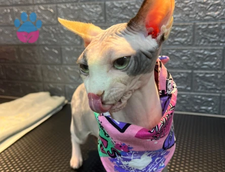 Sfenks 1 yaşında dişi