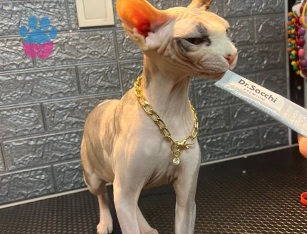 Sfenks 1 yaşında dişi