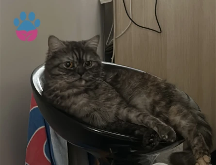 American shorthair British shorthair kirmasi , 1,5 yasinda