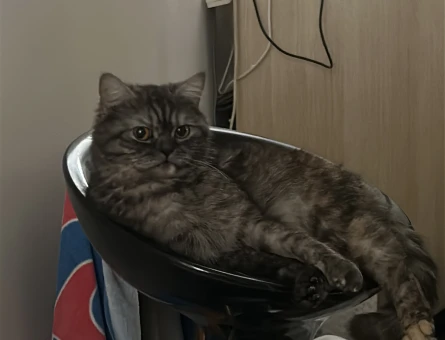 American shorthair British shorthair kirmasi , 1,5 yasinda - 118981825