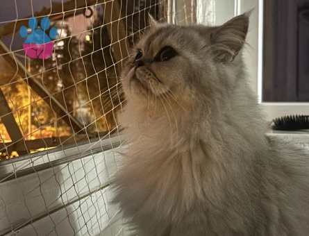 İran Kedim Eş arıyor