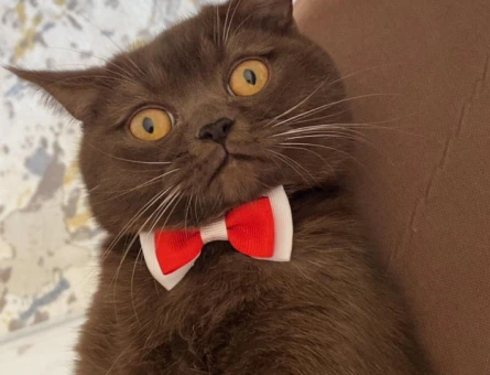 British Shorthair 8 Aylık Erkek Eş Arıyor - 118981829