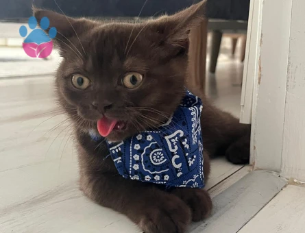 British Shorthair 8 Aylık Erkek Eş Arıyor