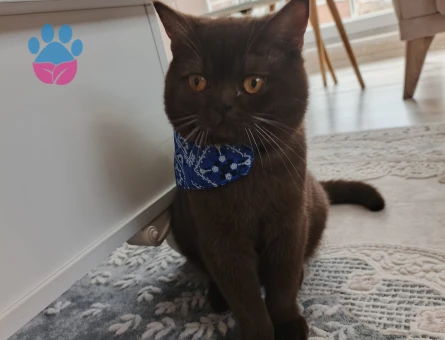 British Shorthair 8 Aylık Erkek Eş Arıyor