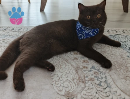 British Shorthair 8 Aylık Erkek Eş Arıyor