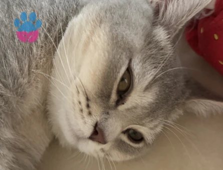 Biritiş kedime eş arıyorum