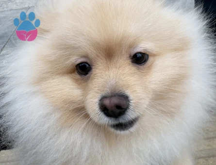 Pomeranian erkek 7 aylık