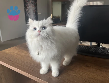 British Longhair Kızımıza Eş Arıyoruz
