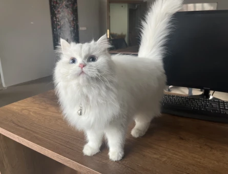 British Longhair Kızımıza Eş Arıyoruz - 118981832