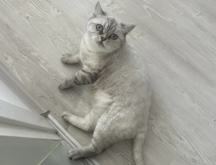 British Shorthair 2 Yaşında Dİşi Kızgınlıkta - 118981833
