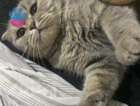 Kızım rosie ye eş arıyoruz