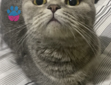 Kızım rosie ye eş arıyoruz