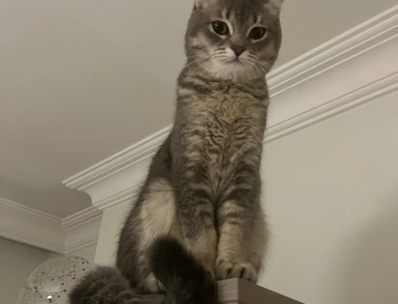 Scottish Fold Kızıma eş arıyorum - 118981837