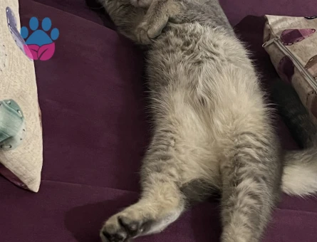 Scottish Fold Kızıma eş arıyorum