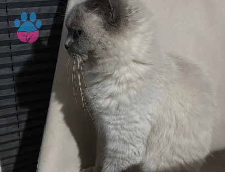 British Shorthair 2 buçuk Yaşında Eş Arıyor
