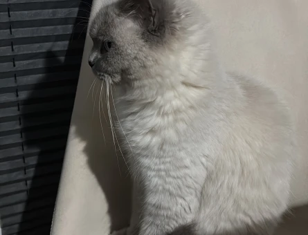 British Shorthair 2 buçuk Yaşında Eş Arıyor - 118981838