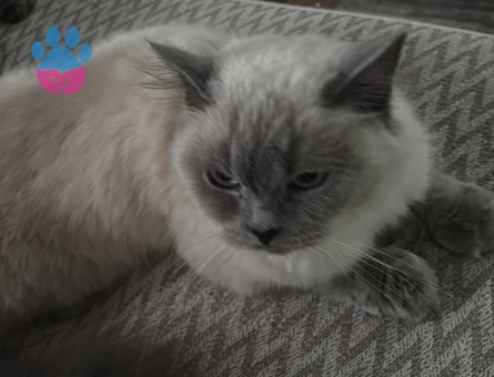 British Shorthair 2 buçuk Yaşında Eş Arıyor