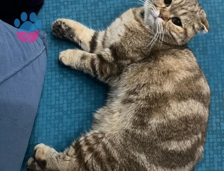 Kızımız için güzel bir eş arıyoruz