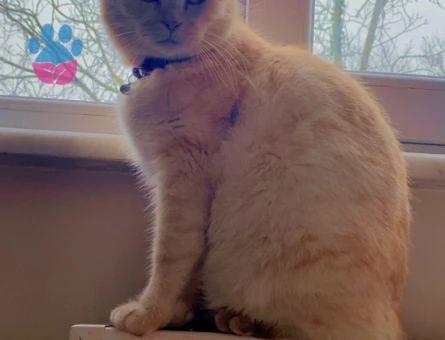 British Shorthair 2 Yaşında Kedim Eş Arıyor