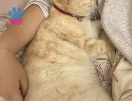 British Shorthair 2 Yaşında Kedim Eş Arıyor
