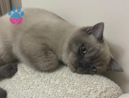 British bluepoint 10 Aylık Eş Arıyor