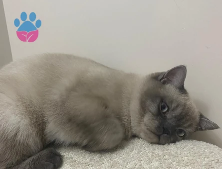 British bluepoint 10 Aylık Eş Arıyor