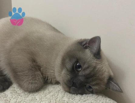 British bluepoint 10 Aylık Eş Arıyor