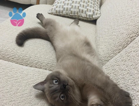 British bluepoint 10 Aylık Eş Arıyor