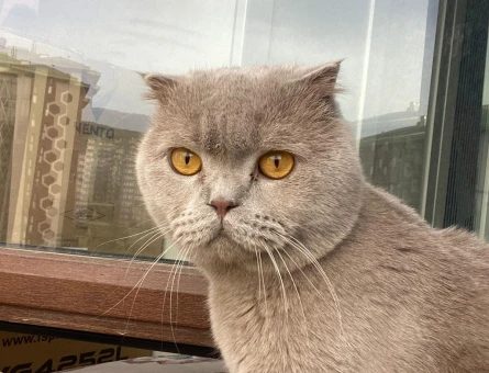 scottish fold kedimize dişi eş arıyoruz - 118981845
