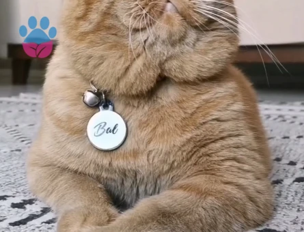 Exotic Shorthair Oğlum Eş Arıyor