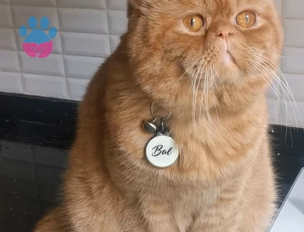 Exotic Shorthair Oğlum Eş Arıyor