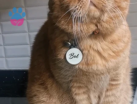 Exotic Shorthair Oğlum Eş Arıyor