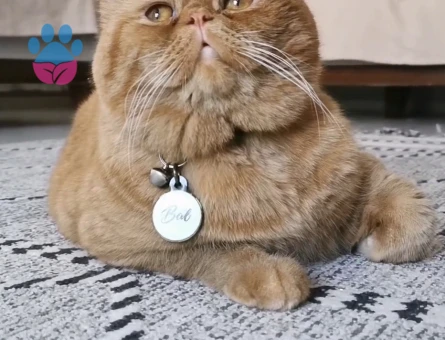 Exotic Shorthair Oğlum Eş Arıyor