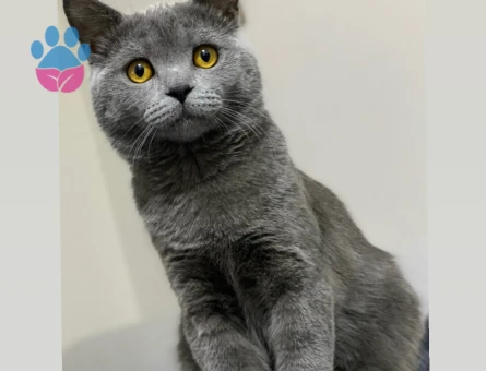 British Shorthair 8 Aylık Kedim Eş Arıyor