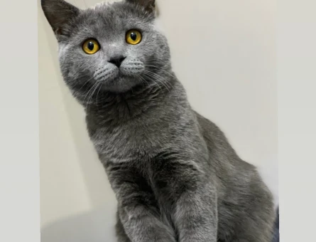 British Shorthair 8 Aylık Kedim Eş Arıyor - 118962584