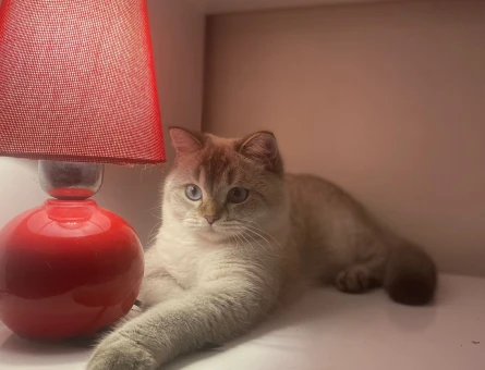 1 Yaşında British Shorthair Dişi Kedim Eş Arıyor - 118962585