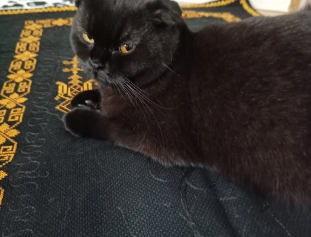 Scottish Fold Kedim Eş Arıyor 1 Yaşında - 118962626
