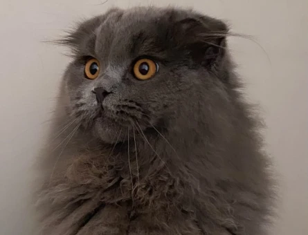 Scottish Fold Longhair Oğlum Eş Arıyor - 118962629