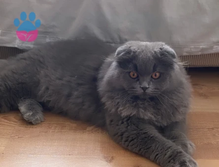 Scottish Fold Longhair Oğlum Eş Arıyor