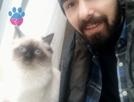 Siyam 1 Yaşında Kedim Eş Arıyor