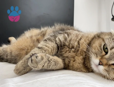 Scottish Fold 1 Yaşında Kedim İçin Erkek Eş Arıyorum