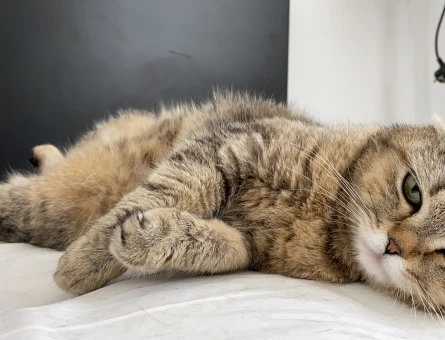 Scottish Fold 1 Yaşında Kedim İçin Erkek Eş Arıyorum - 118962631