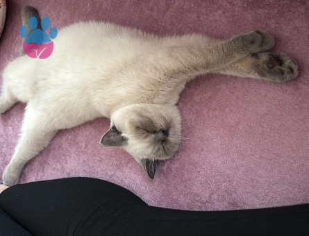 British Shorthair Bluepoint Kedim Eş Arıyor