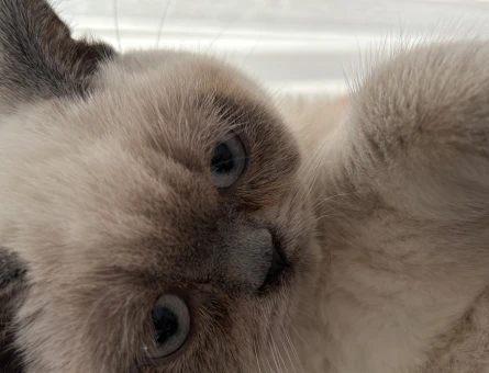 British Shorthair Bluepoint Kedim Eş Arıyor - 118962634