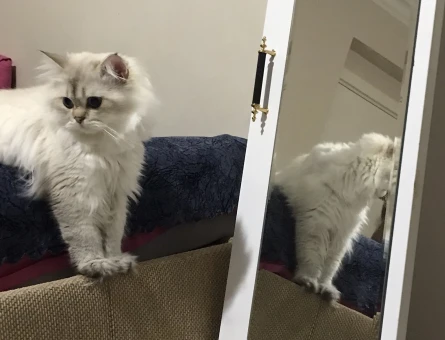 British Shorthair Sütlaç Kızgınlıkta - 118975091