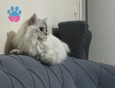 British Shorthair Sütlaç Kızgınlıkta