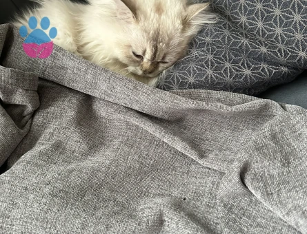 British Shorthair Sütlaç Kızgınlıkta