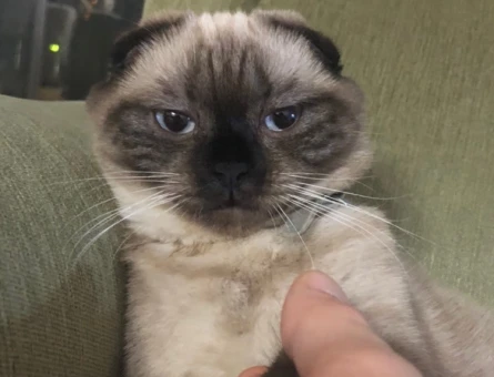 Scottish Fold dişi 3 Yaşında Eş Arıyor - 118975096